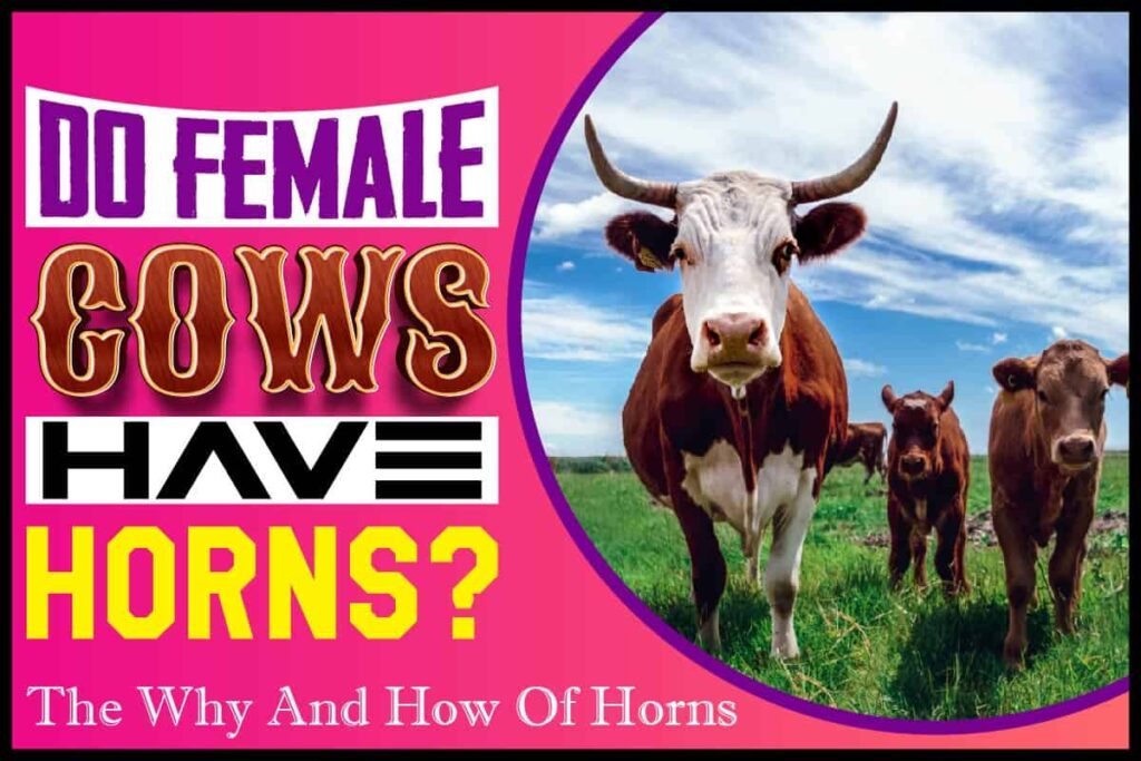Why Do Female Cows Have Horns