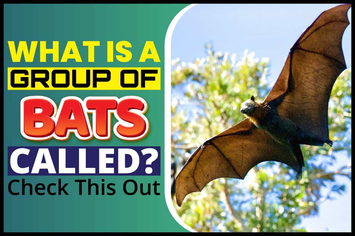 What Is a Group of Bats Called