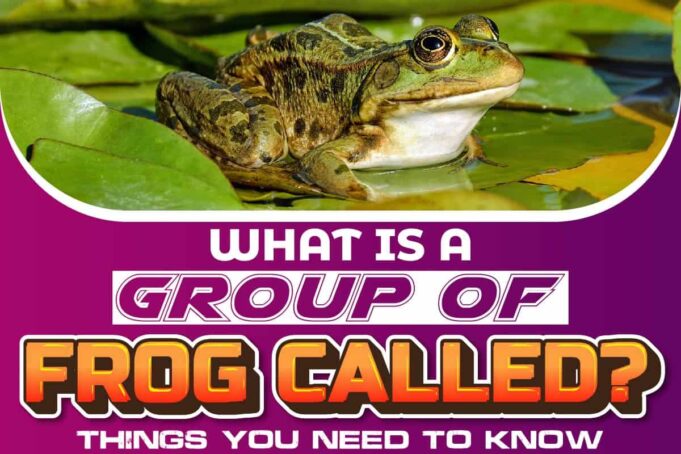 What Is A Group Of Frog Called Things You Need To Know