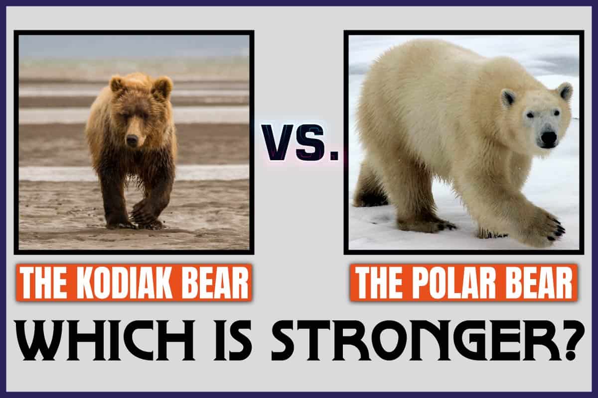 The Kodiak Bear Vs The Polar Bear Which Is Stronger Johnny Holland