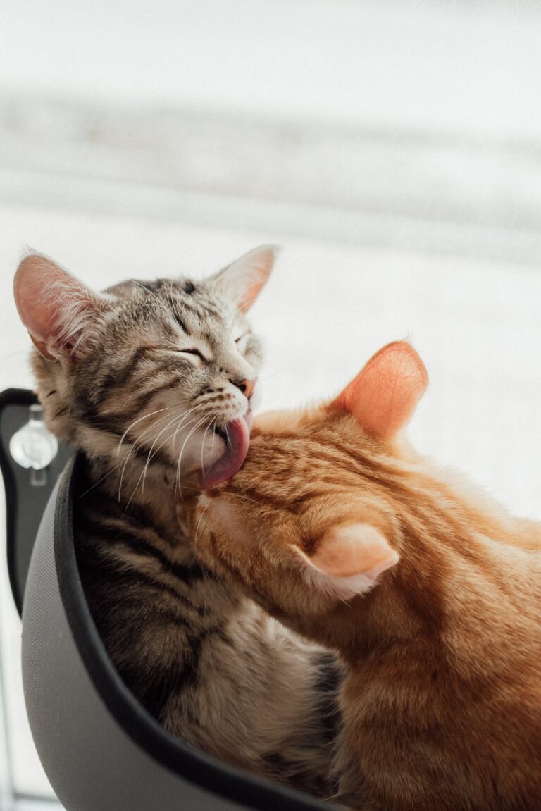 Why Do Cats Lick Each Other? Johnny Holland