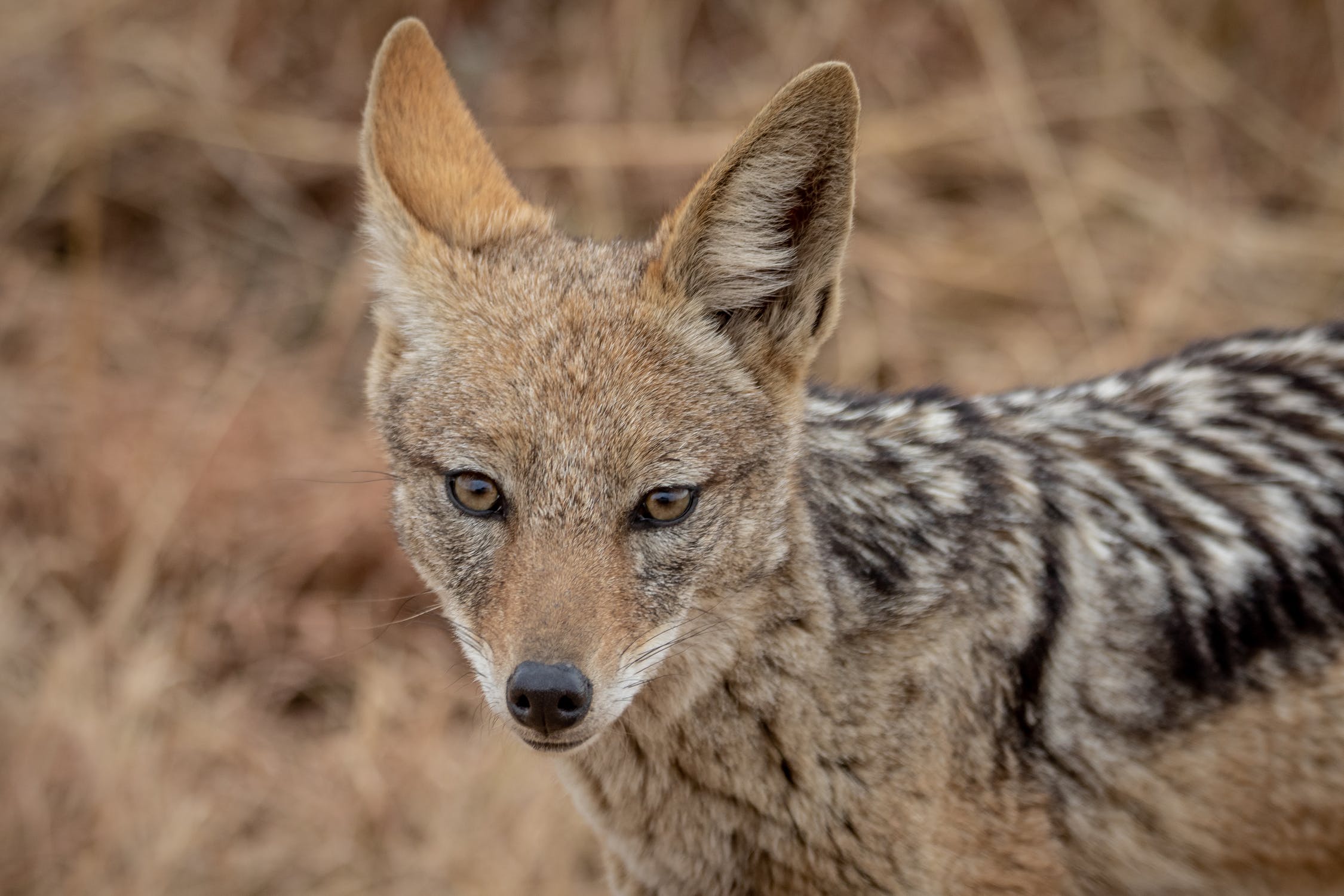 Why Do Coyotes Howl?