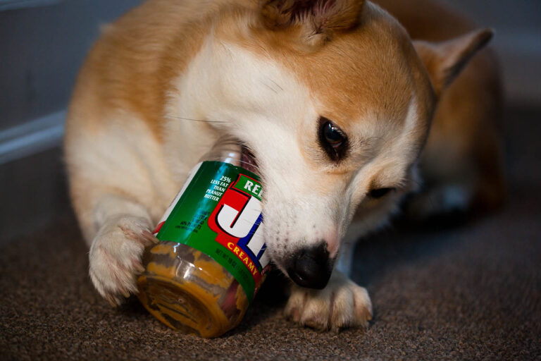 Why Do Dogs Like Peanut Butter? Johnny Holland
