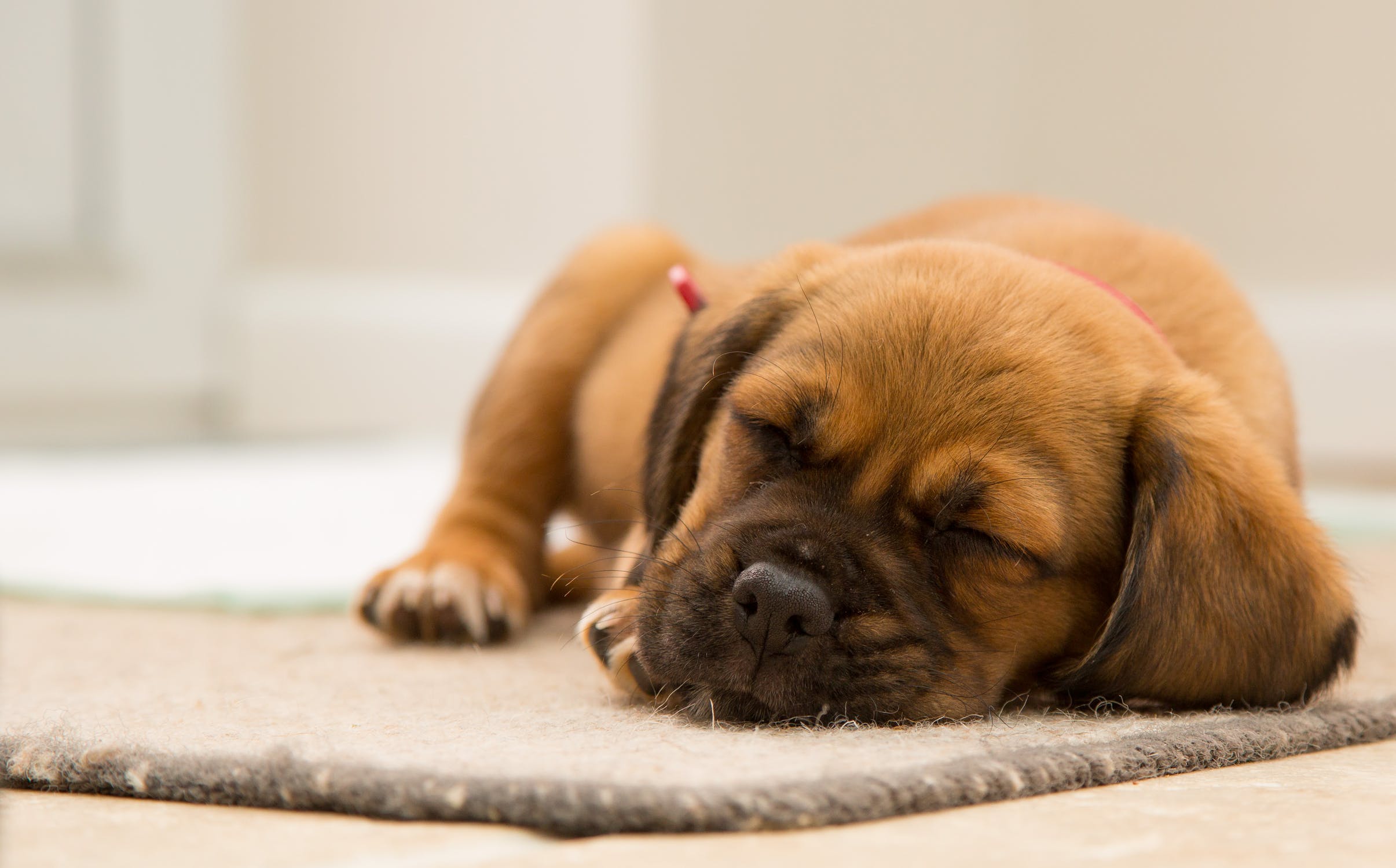 11-reasons-why-do-dogs-sleep-with-their-bum-facing-you-harness-collars