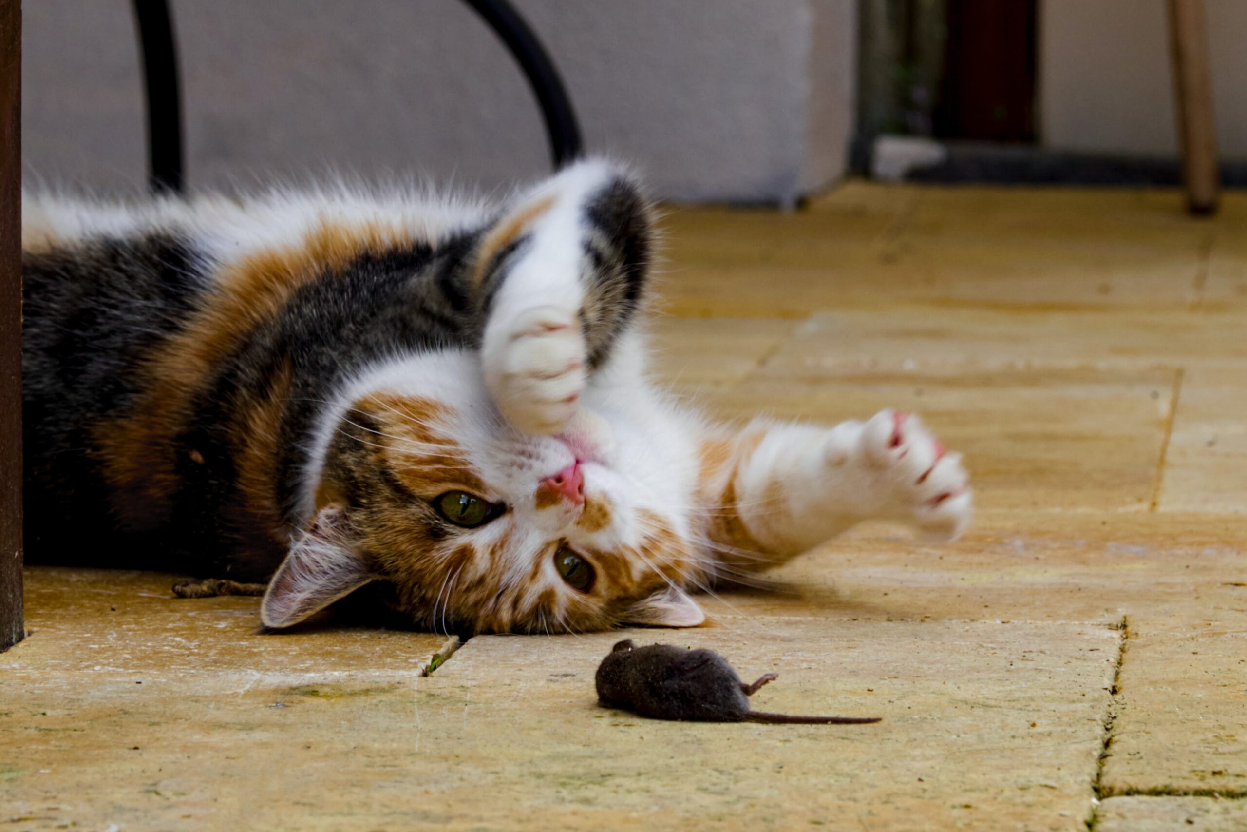 Why Do Cats Bring You Dead Animals Johnny Holland