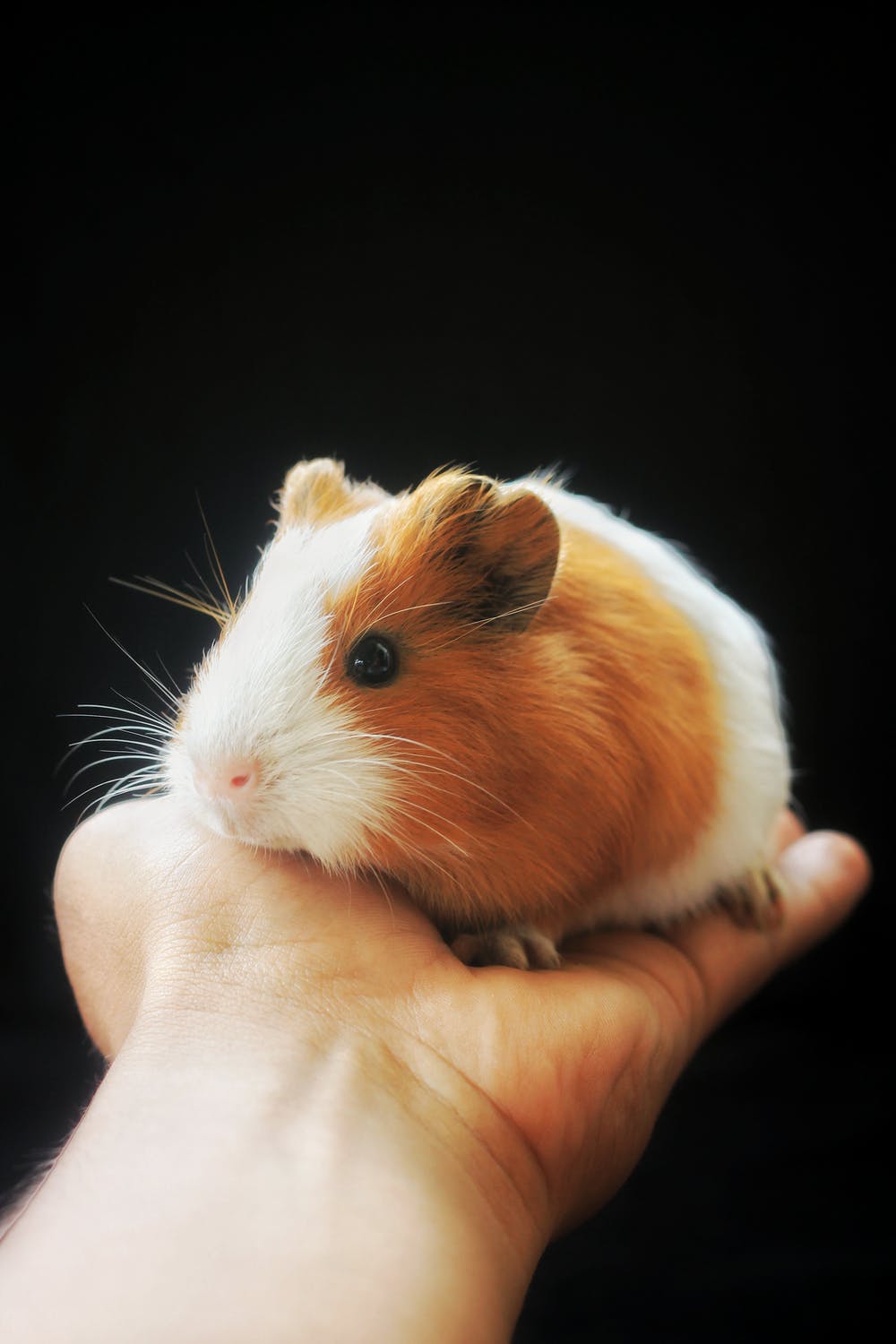 Why Do Guinea Pigs Squeak? Johnny Holland