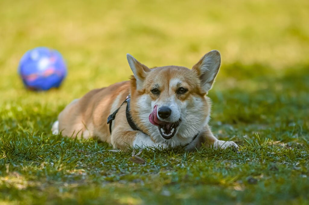 why-do-dogs-lick-their-butt-johnny-holland