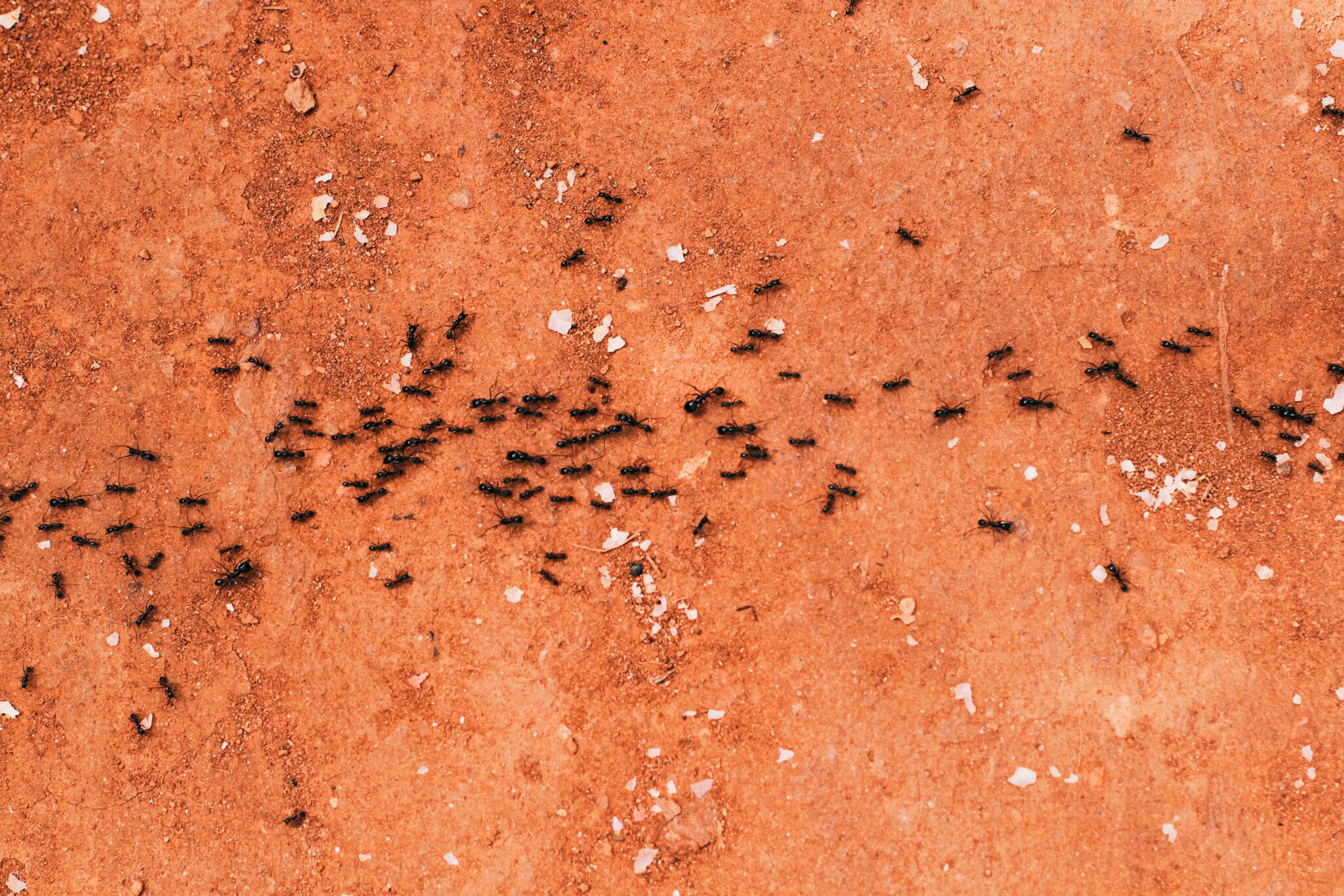 newly-discovered-exploding-ants-will-kill-themselves-to-protect-the