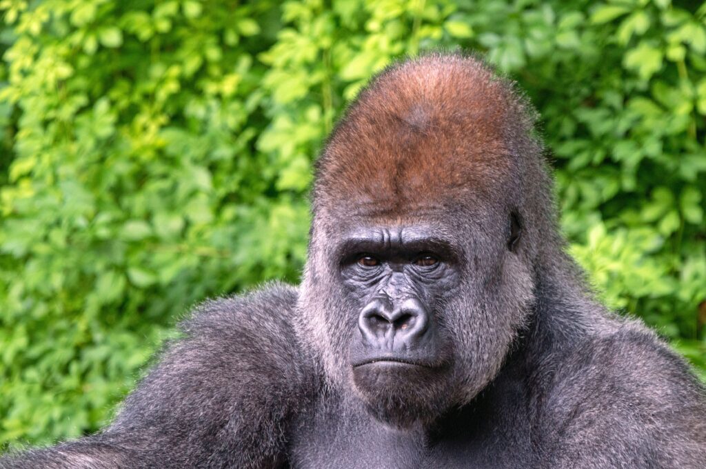 Why Gorillas Hit Their Chest at Rosa Horst blog