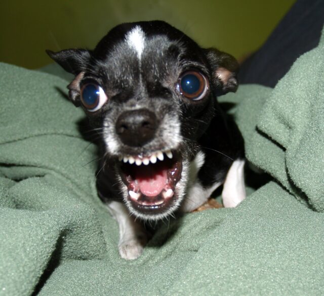 Why Are Chihuahuas So Aggressive? Johnny Holland