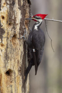 Why Do Woodpeckers Peck Wood? Johnny Holland