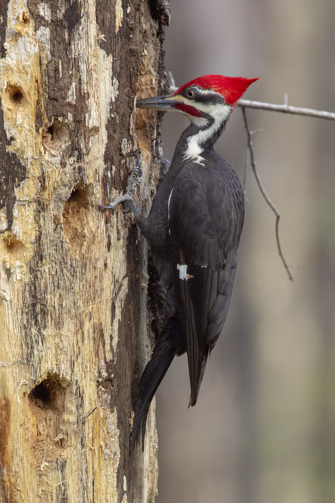 Why Do Woodpeckers Peck Wood?