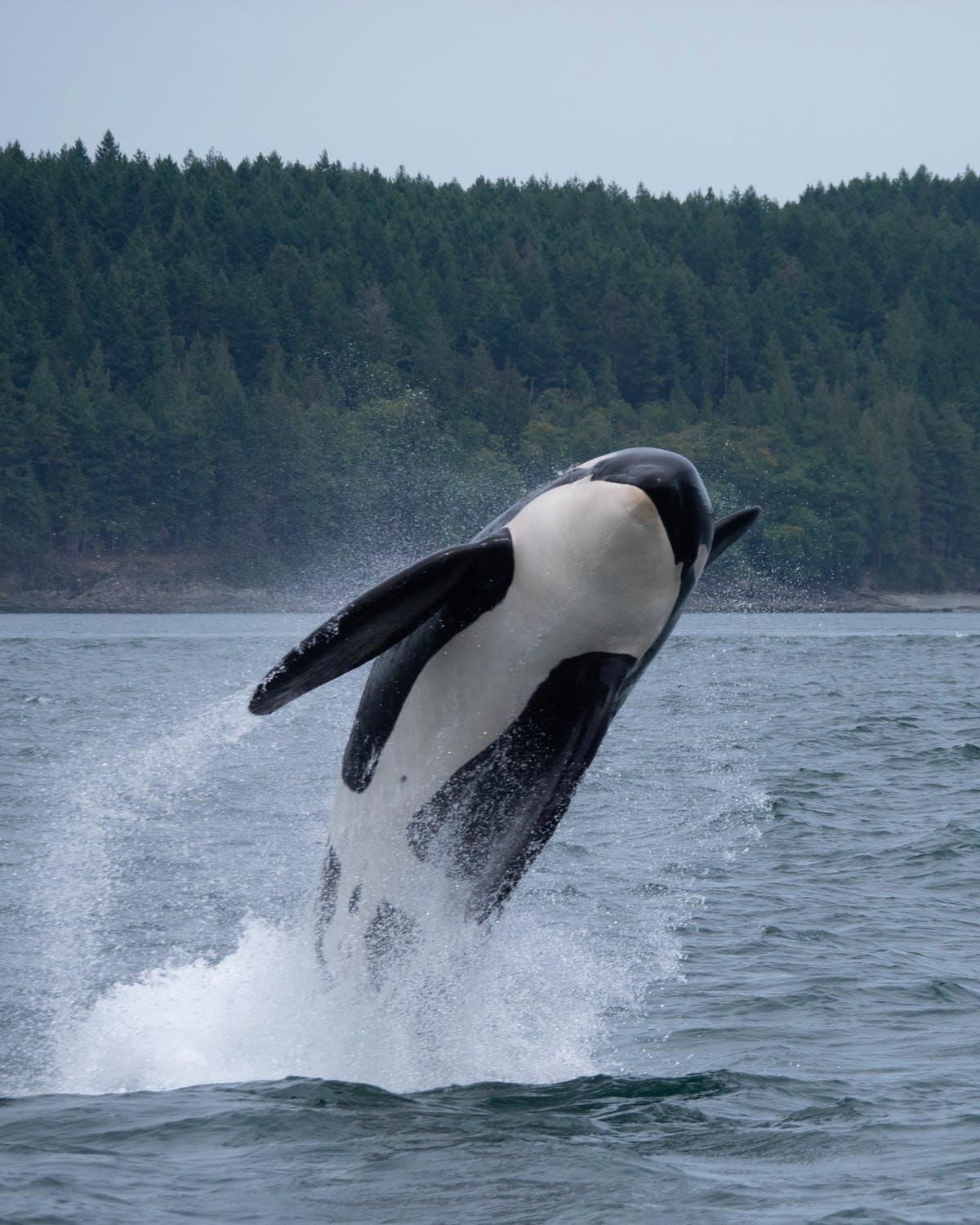 Why Don’t Orcas Attack Humans?