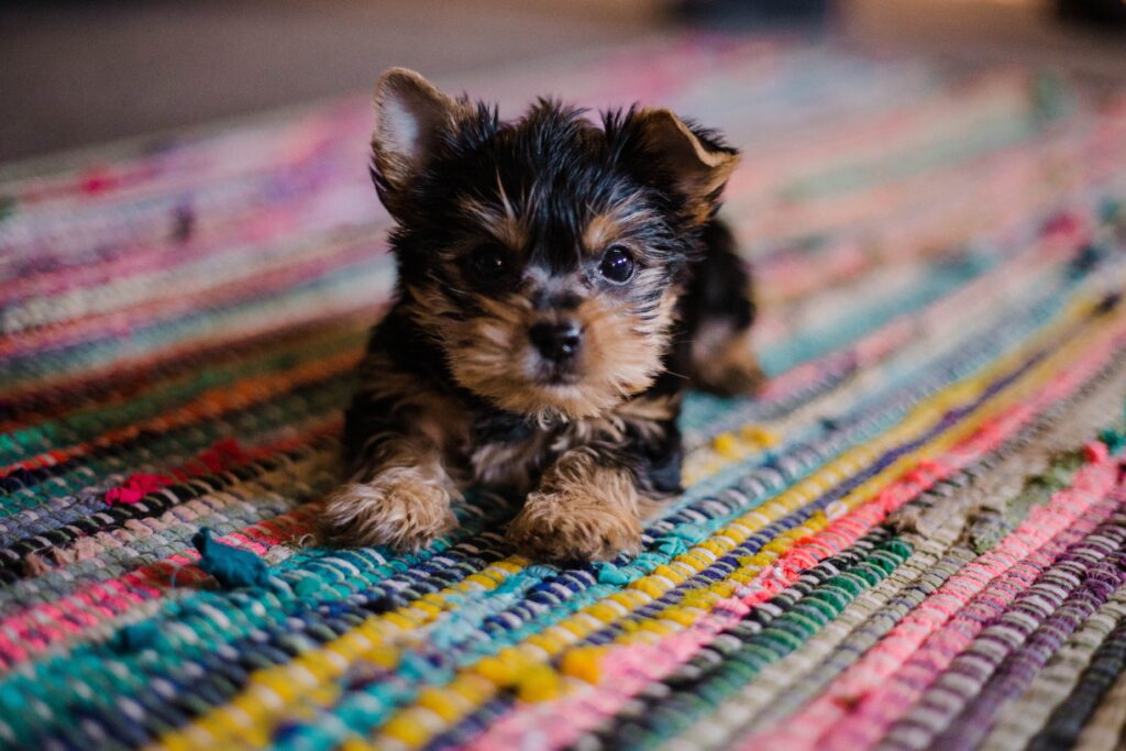 Development of a 3-Month Old Puppy