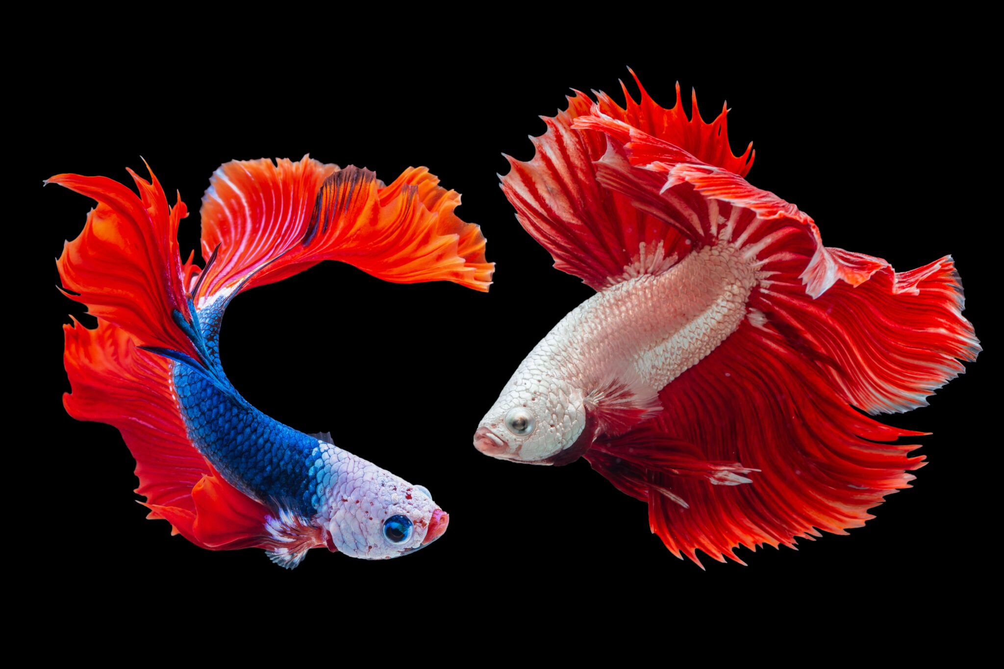 the-top-3-pet-fish-for-kids-johnny-holland
