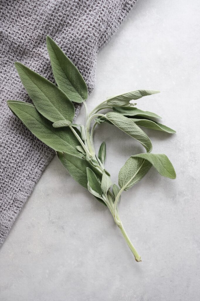 How to Grow Sage in Your Home Garden