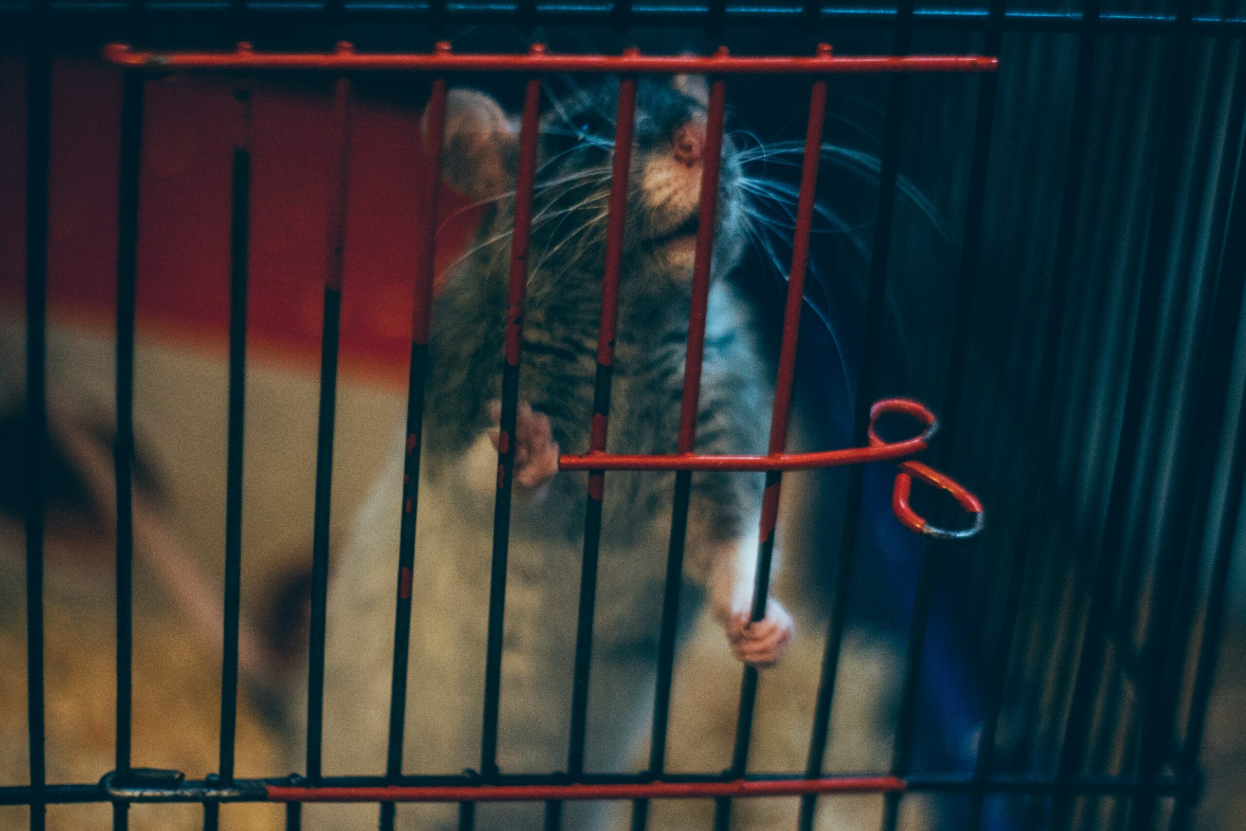 Types of Pet Rats