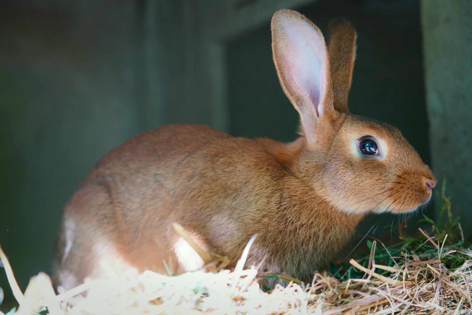 Infection of the Brain Tissues in Rabbits Johnny Holland