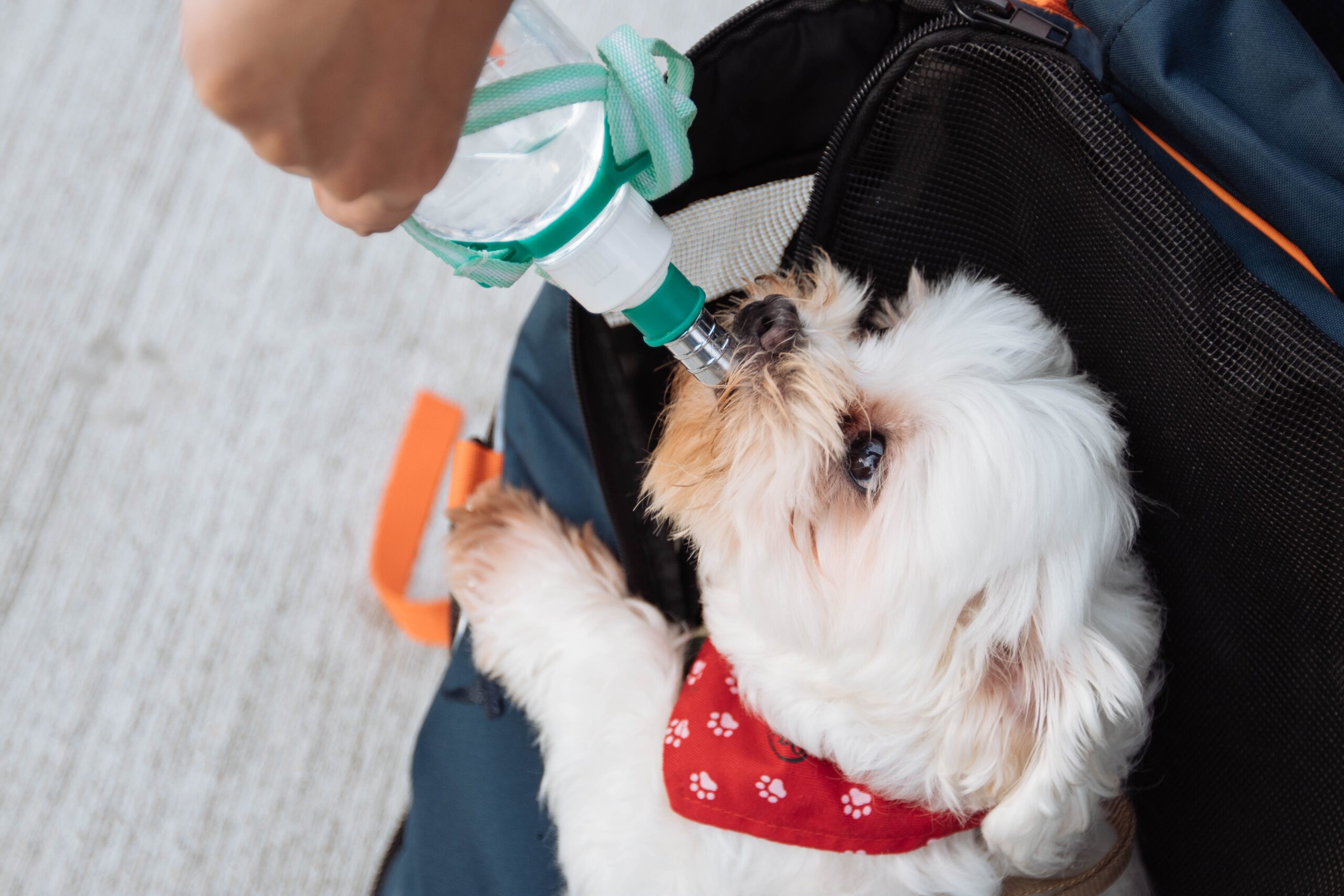 Is It Normal For Dogs To Throw Up After Drinking Water