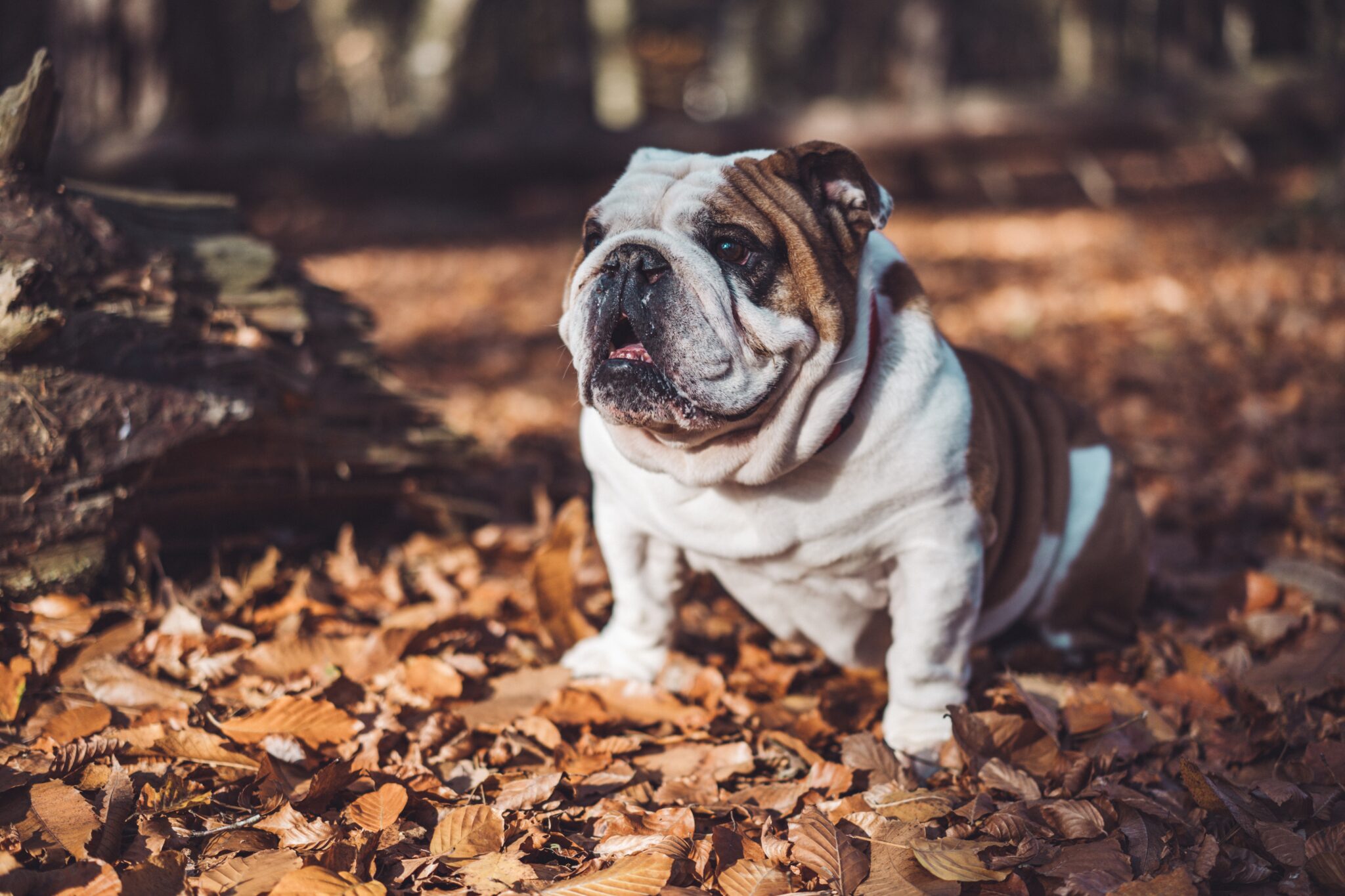 Common English Bulldog Health Issues! - Johnny Holland