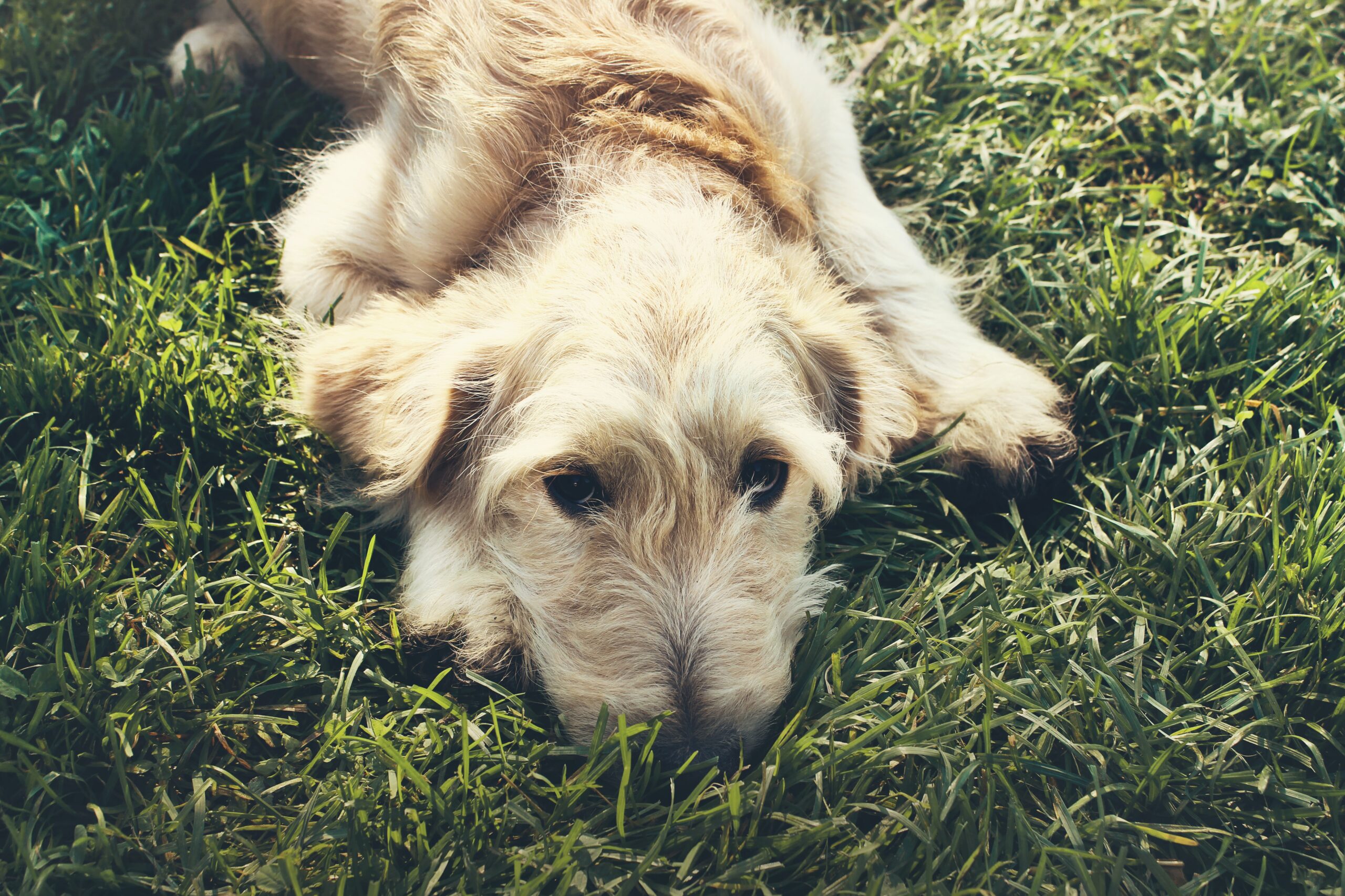 How Do I Know If My Dog Has A UTI Urinary Tract Infection 