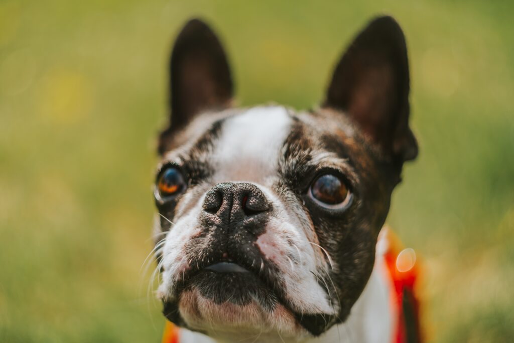 Best Food For English Bulldogs