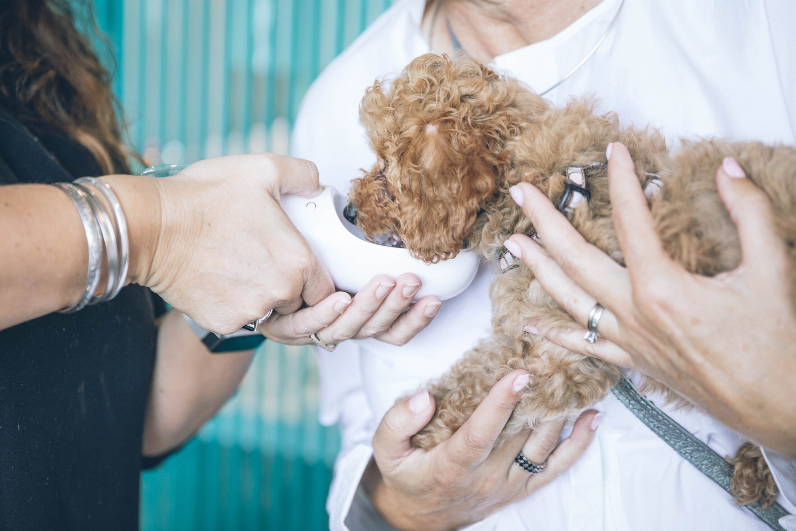 how-to-get-a-dog-to-drink-water