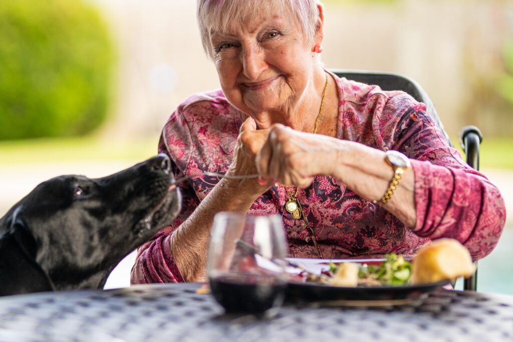 Best dog food for senior dogs