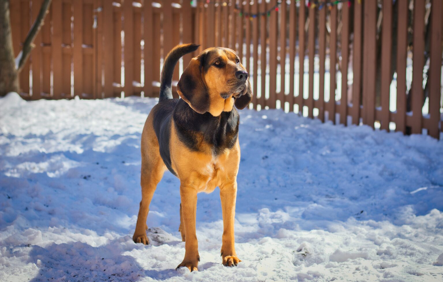 dog-loses-use-of-back-legs-temporarily-2024-sudden-paralysis-hind