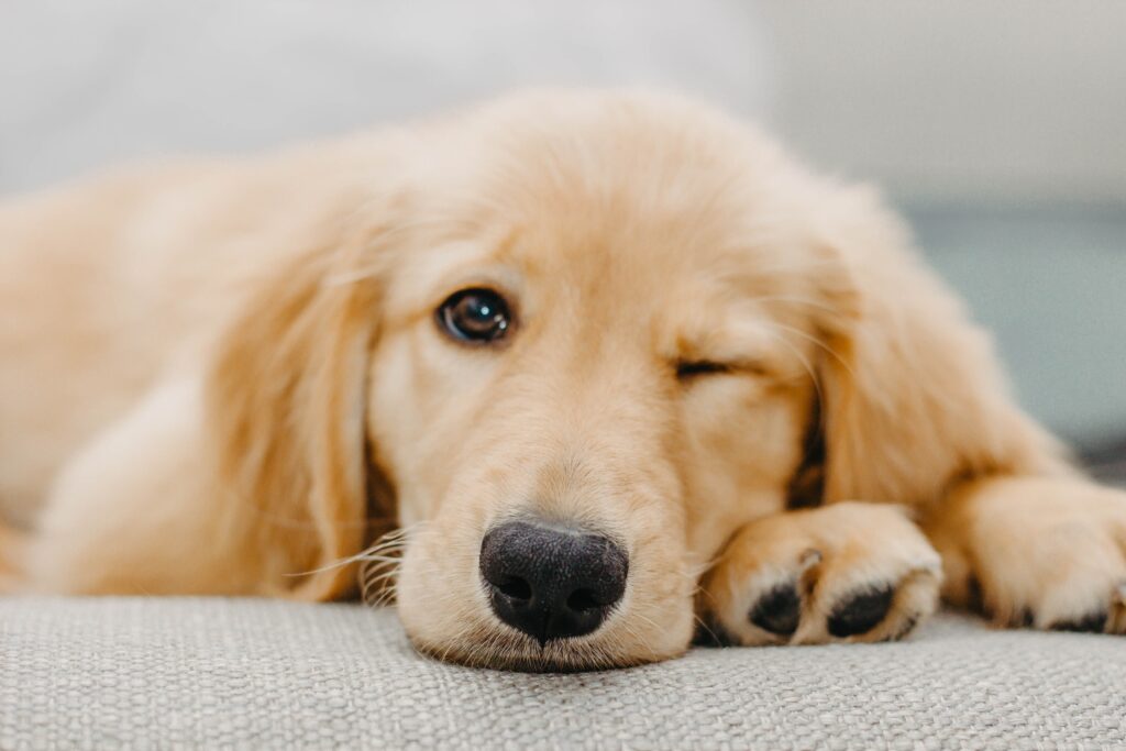 Potty Train Your Golden Retriever