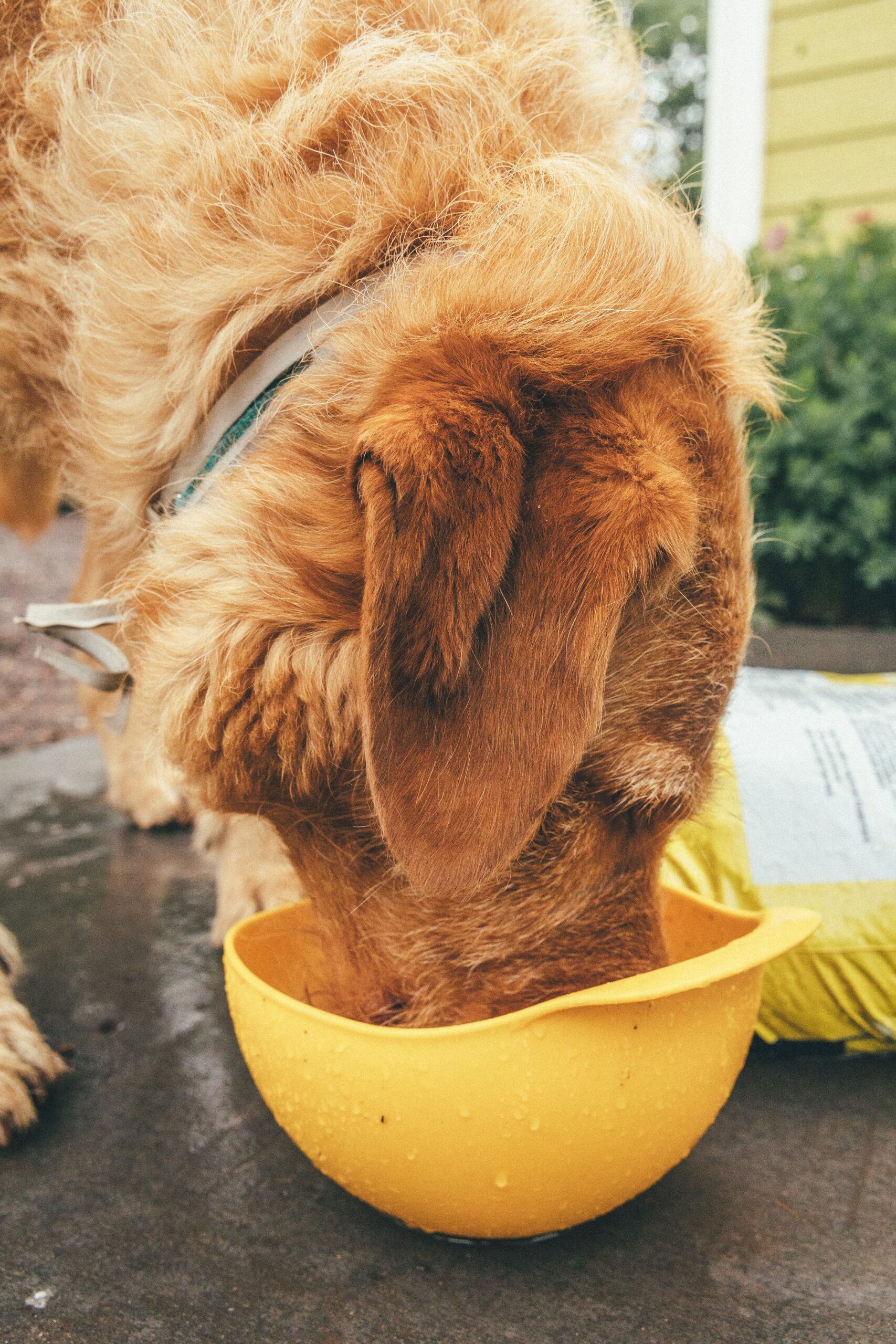 How To Make A Dog Throw Up After Eating Grapes Johnny Holland