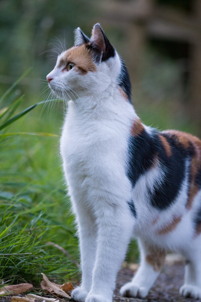 Calico Cat - All Information You Need! - Johnny Holland