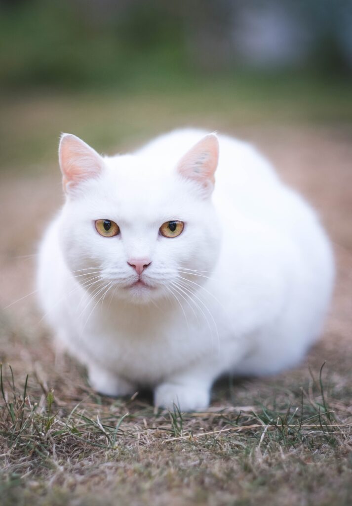 Fun Facts About White Cats