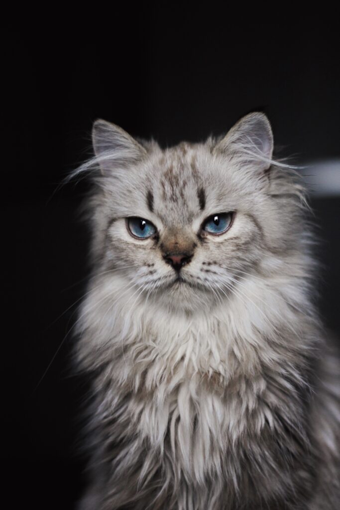 Most Popular Cat Breeds for Feline Lovers