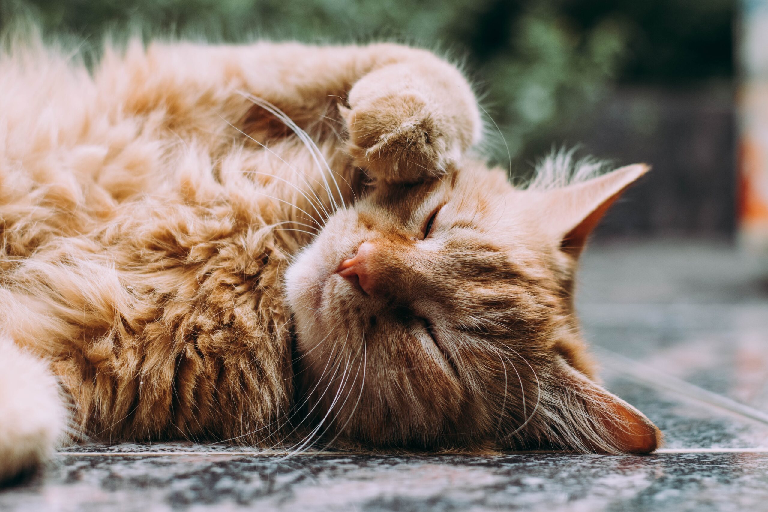 Why cats sleep so much - What Should You Know