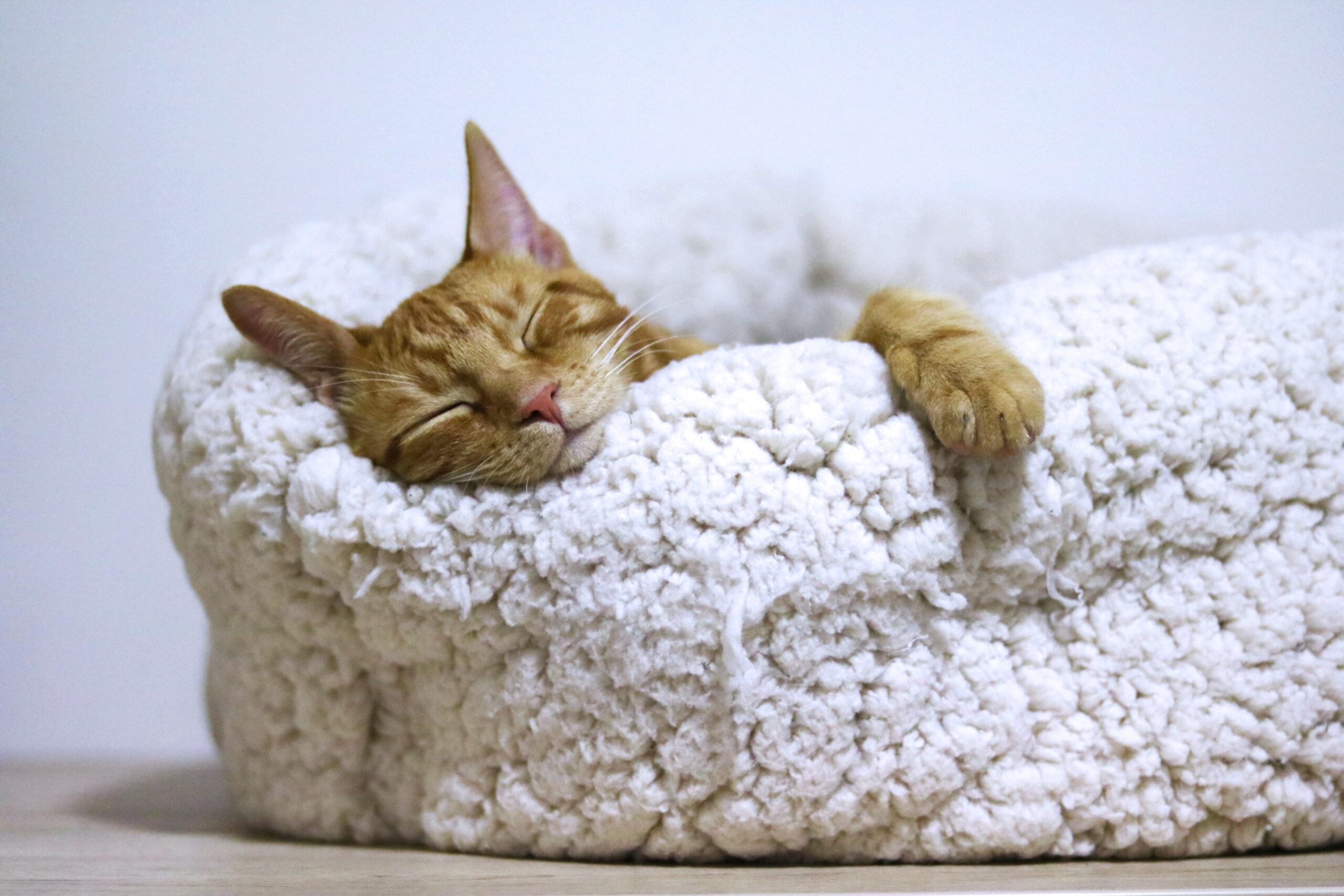 Where cats sleep on bed meaning - Complete Details