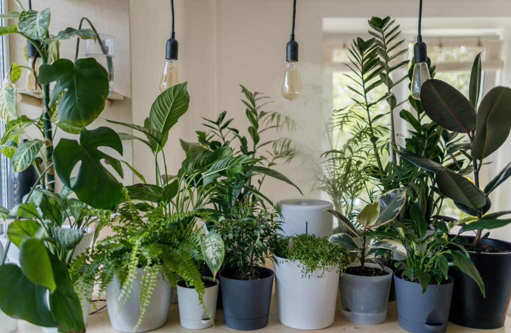 Top 7 Indoor Gardening Tips 