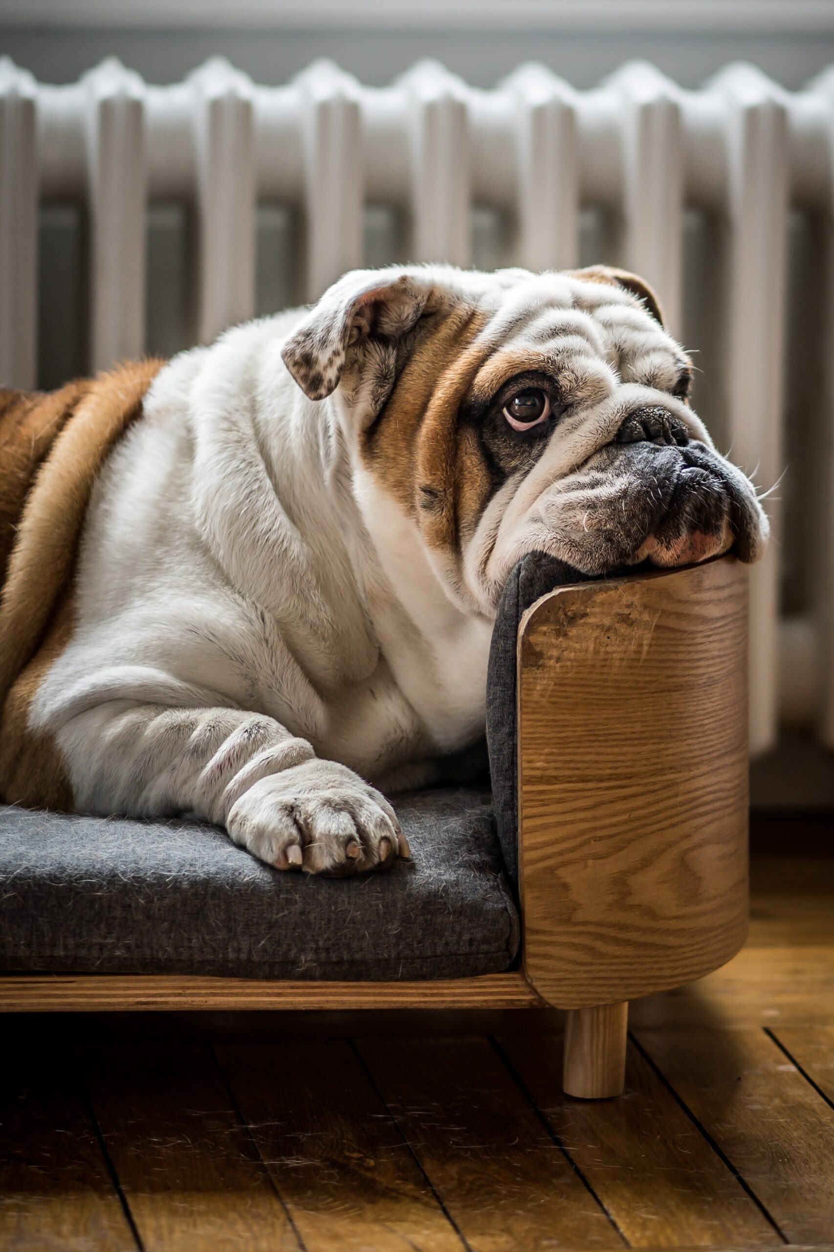 Understanding Bulldog Behavior