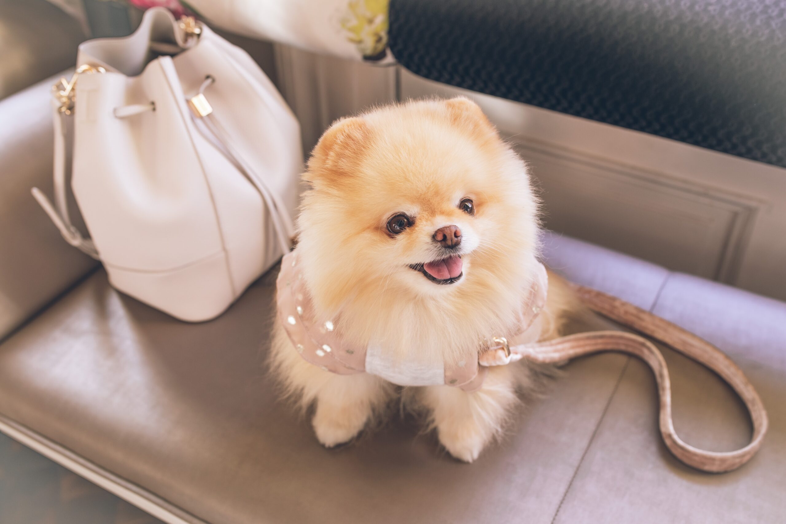 Pomeranian vs. Other Small Breeds: Key Differences and Similarities