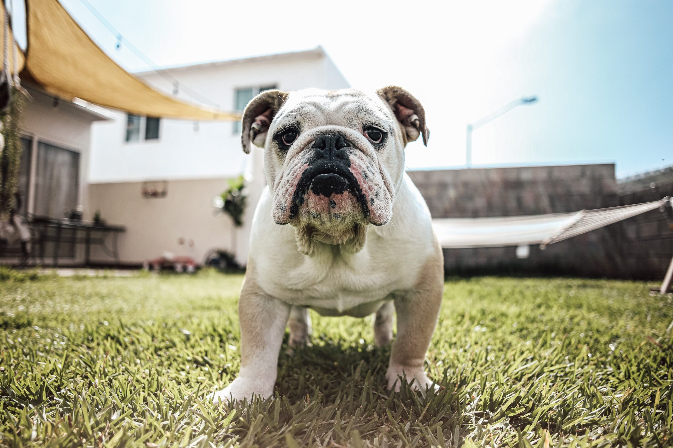 Bulldogs and Other Pets