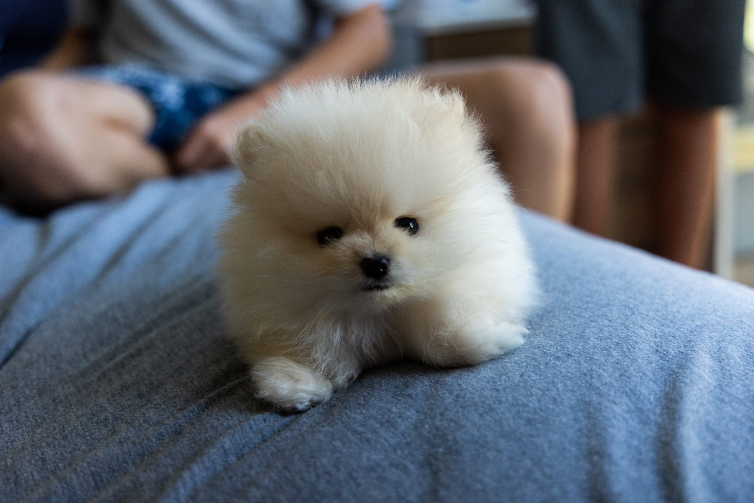 Pomeranians and Children: Creating a Safe and Loving Environment